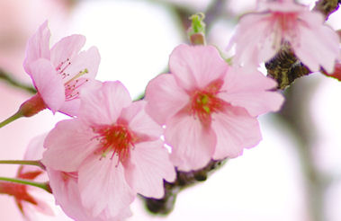 盆栽　河津桜